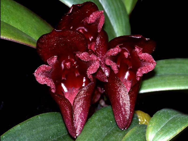 bulbophyllum_cruentum2_cd