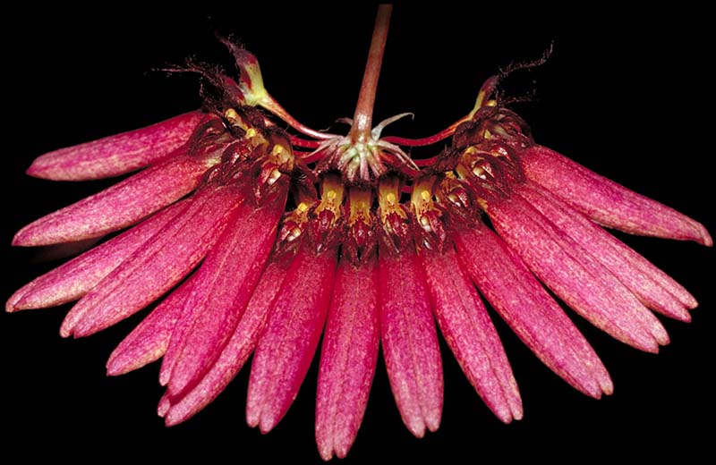 bulbophyllum_cumingii_cd