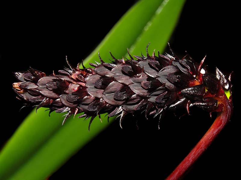 bulbophyllum_cylindricum_ws_cd