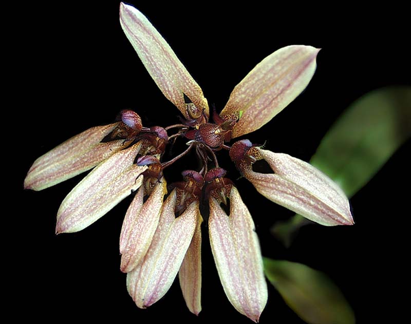 bulbophyllum_daisychain_cd