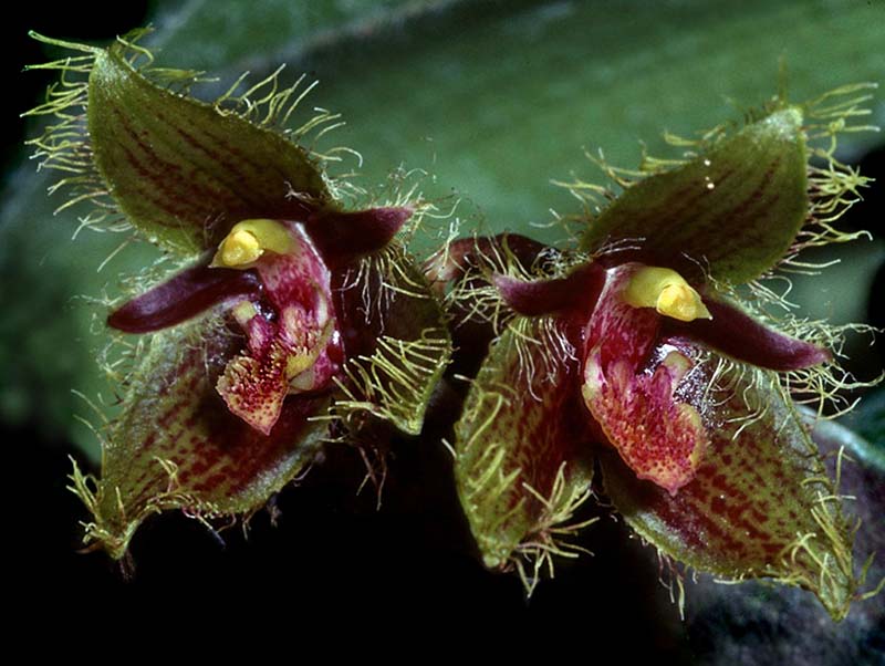 bulbophyllum_dayanum2_cd