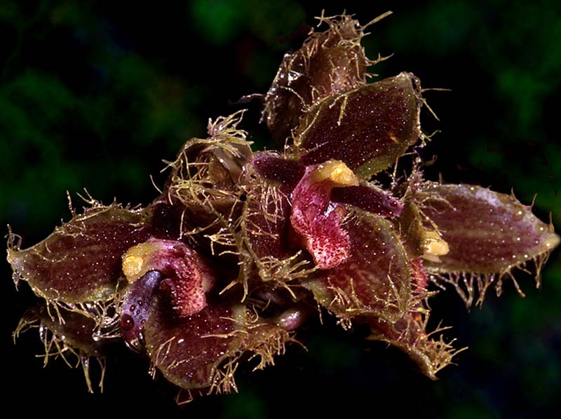 bulbophyllum_dayanum_cd