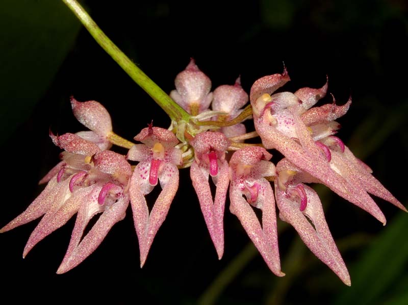 bulbophyllum_dentiferum_ws_cd