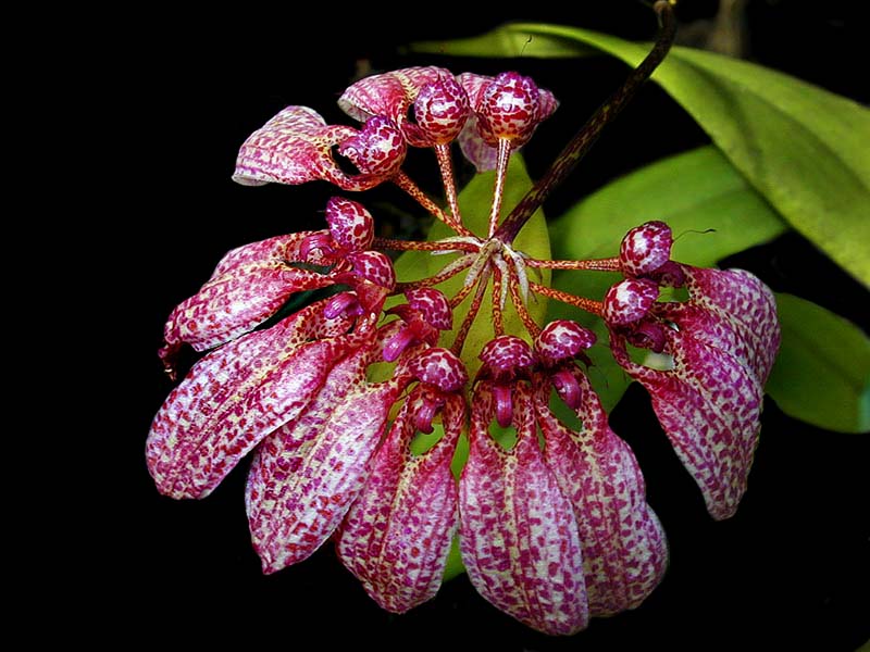 bulbophyllum_eberhardii_cd