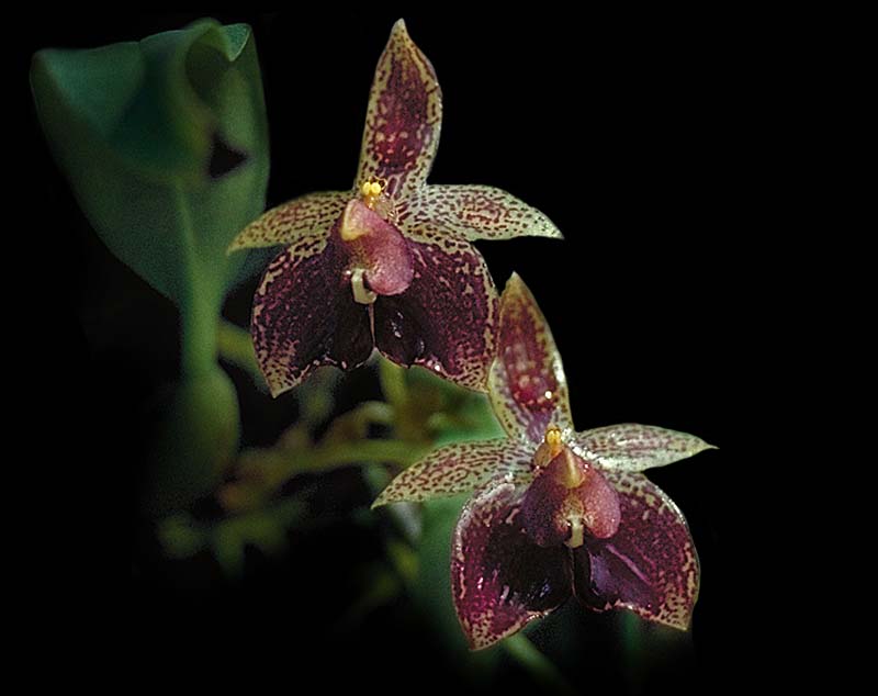 bulbophyllum_ecornutum_cd