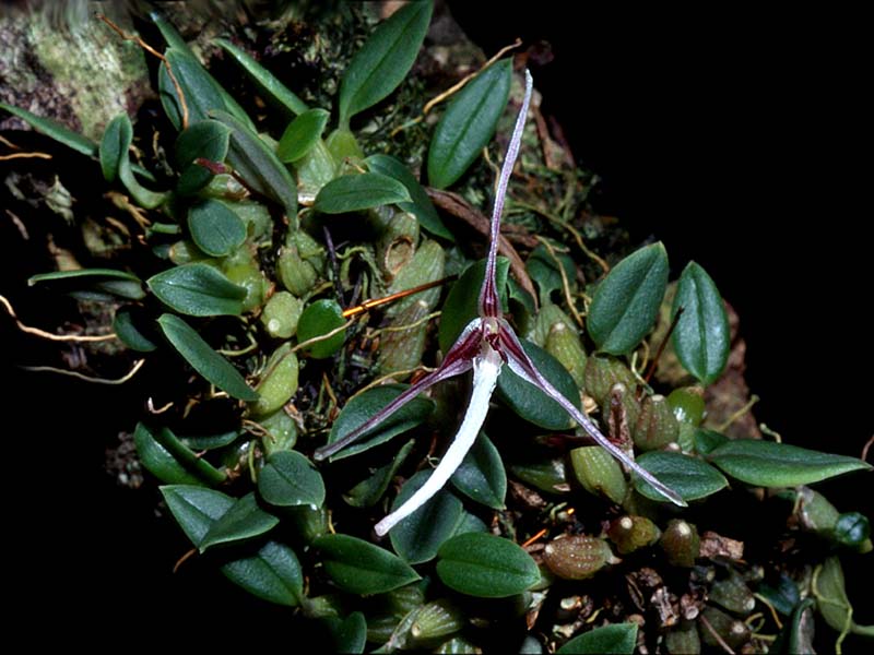 bulbophyllum_efoggii_cd