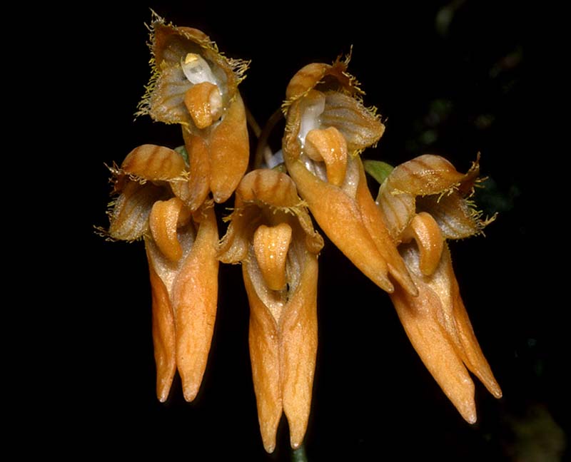 bulbophyllum_electrinum_cd