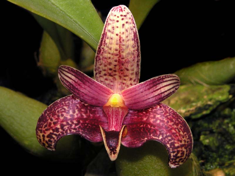 bulbophyllum_facetum2_cd