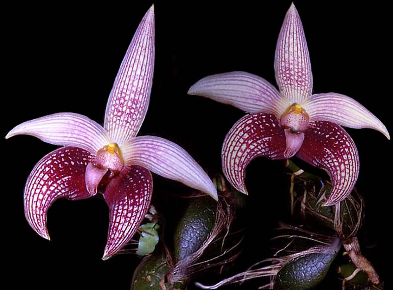 bulbophyllum_facetum_cd