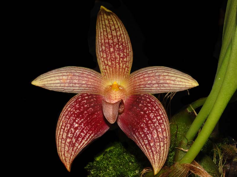 bulbophyllum_facetum_ws_cd