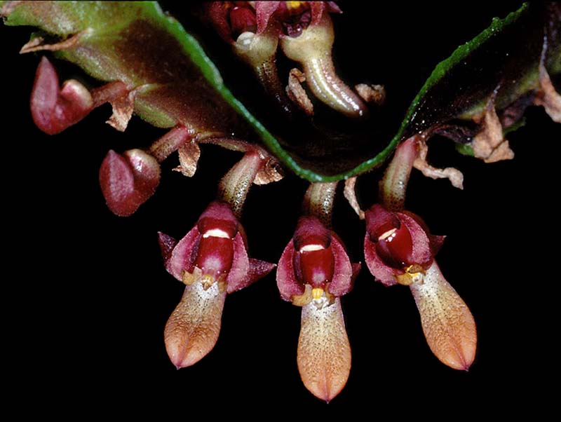 bulbophyllum_falcatum_1_cd