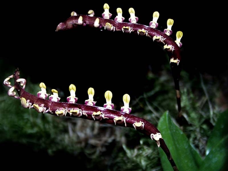 bulbophyllum_falcatum_cd