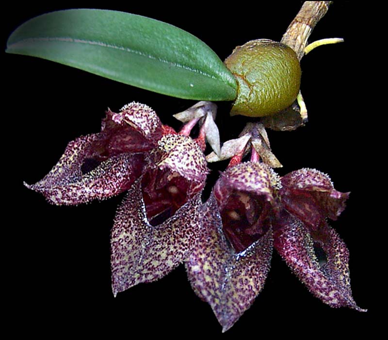 bulbophyllum_frostii2_cd