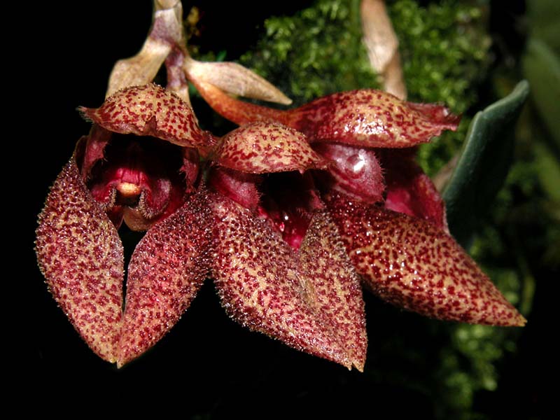 bulbophyllum_frostii3_cd