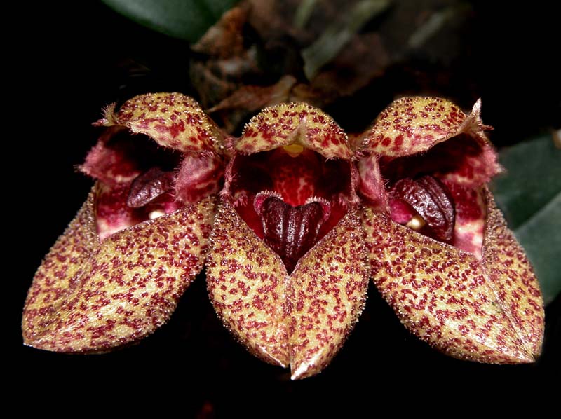 bulbophyllum_frostii6_cd