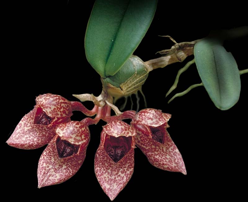 bulbophyllum_frostii_cd