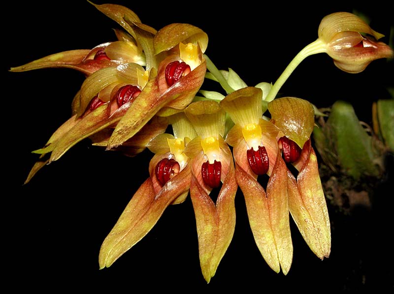 bulbophyllum_graveolens2_cd