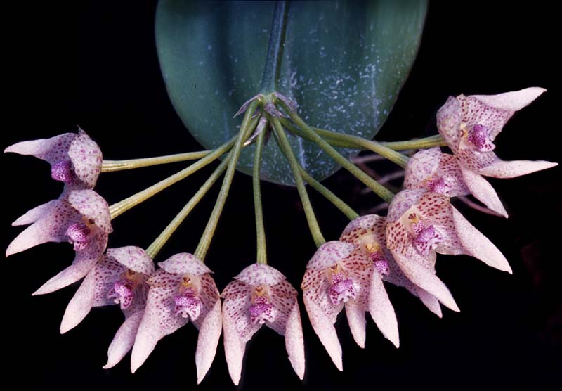 bulbophyllum_guttulatum_cd