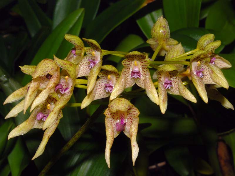 bulbophyllum_guttulatum_ws_cd