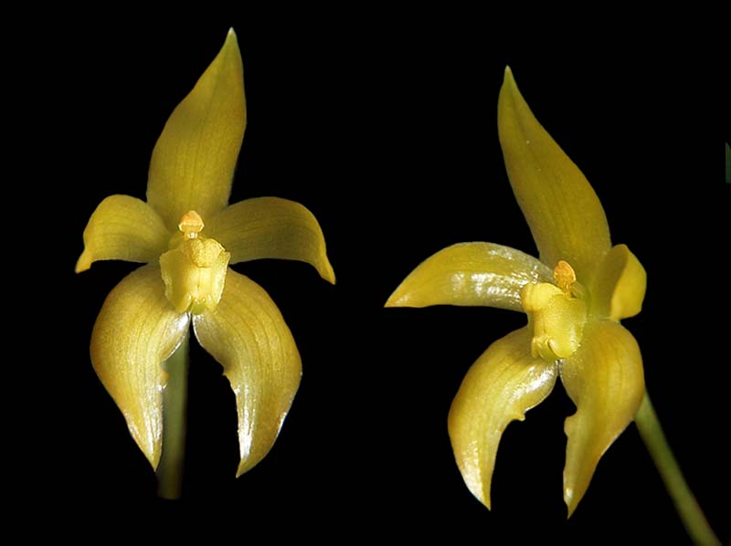 bulbophyllum_hamatipes_cd