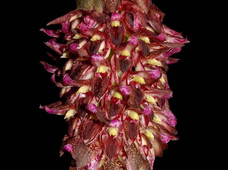 bulbophyllum_hamelinii_ws_cd