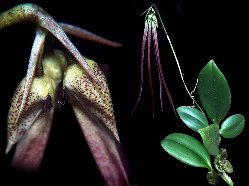 bulbophyllum_jacobsonii_cd