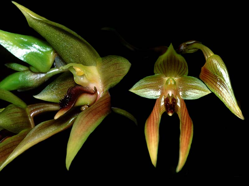 bulbophyllum_klabatense_cd