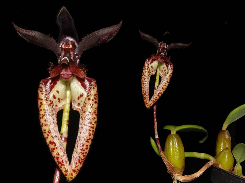 bulbophyllum_lasiochilum_WS_cd