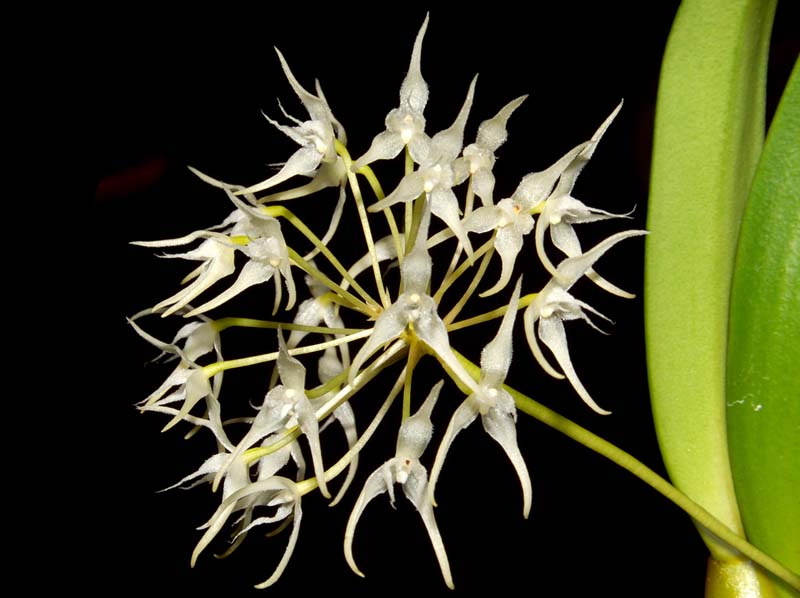 bulbophyllum_laxiflorum_ws_cd