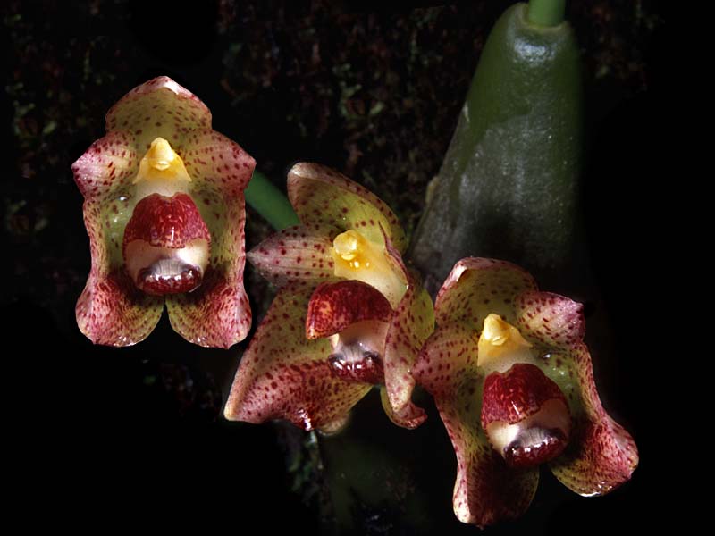 bulbophyllum_leopardinum_cd