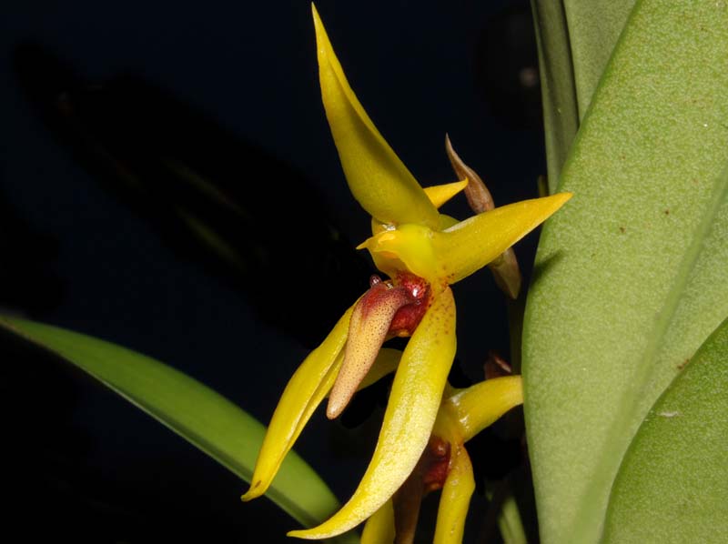 bulbophyllum_levanae_ws_cd