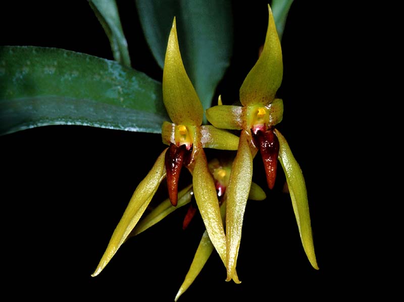 bulbophyllum_levariate_cd