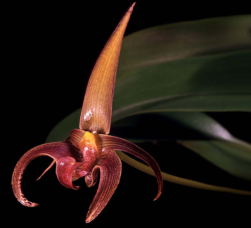 bulbophyllum_lobbii_red_cd