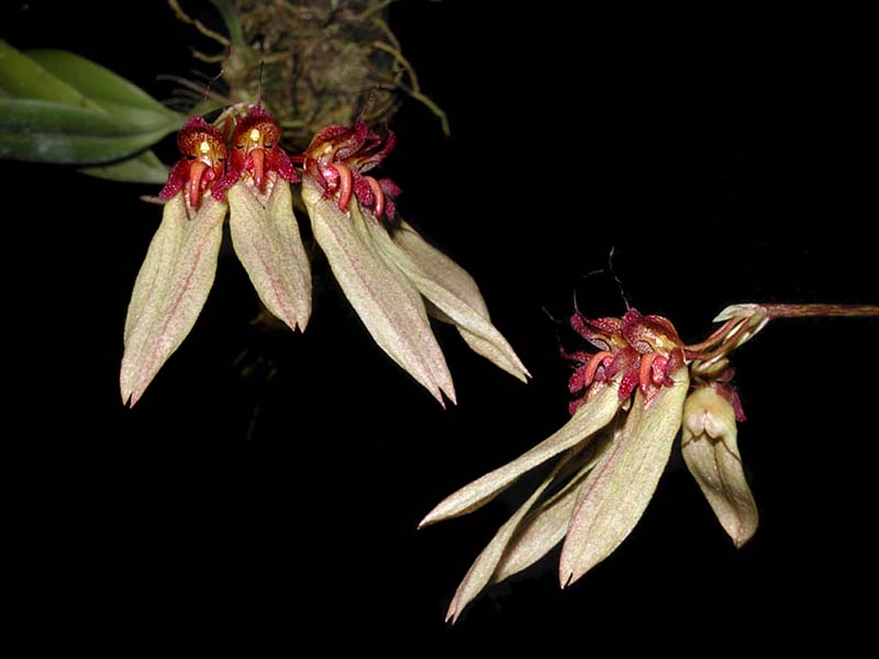 bulbophyllum_longiflorum_cd