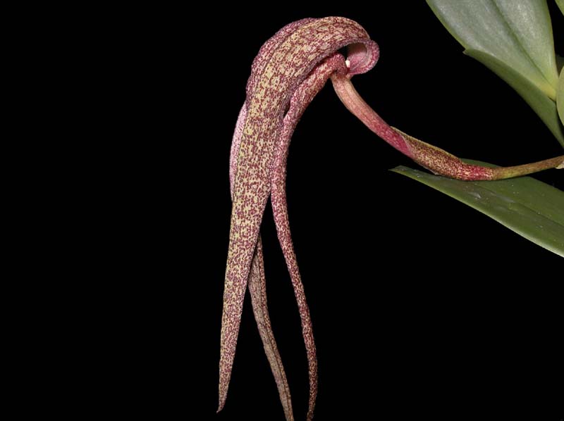 bulbophyllum_longisepalum_ws_cd