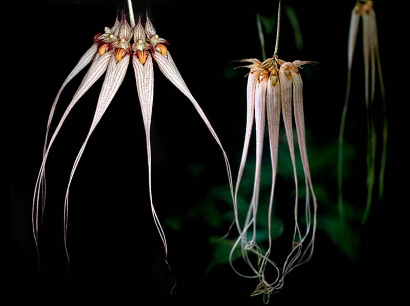 bulbophyllum_longissimum_cd