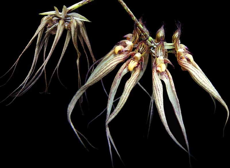 bulbophyllum_louissander_cd