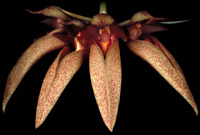 bulbophyllum_lsanderxphalaenopsis_cd