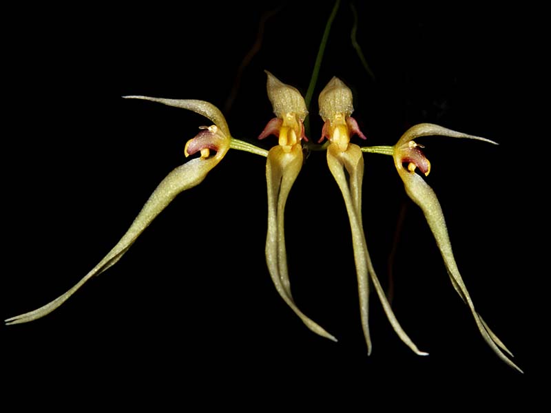 bulbophyllum_macraei_cd