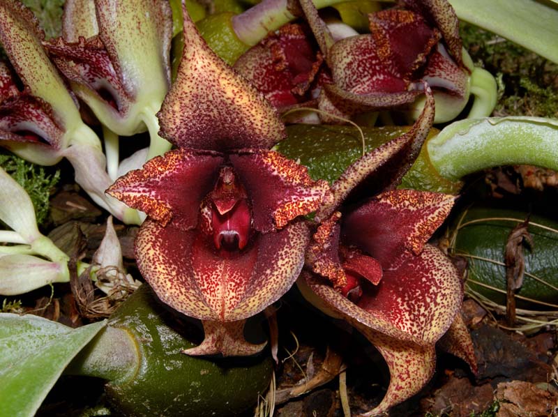 bulbophyllum_macrobulbum_WS_cd