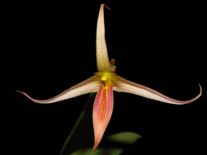 bulbophyllum_macrochilum2_ws_cd