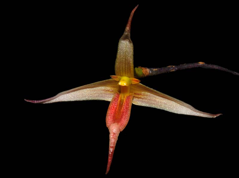 bulbophyllum_macrochilum_ws_cd