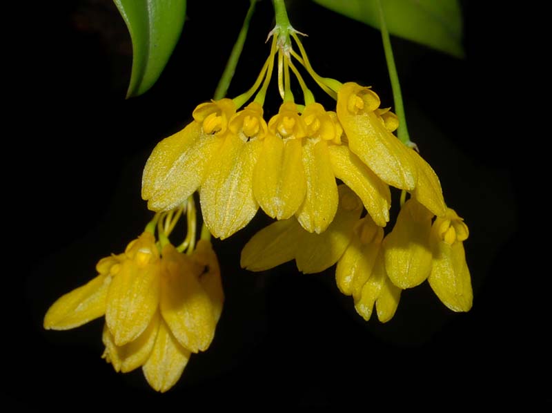 bulbophyllum_macroleum_ws_cd