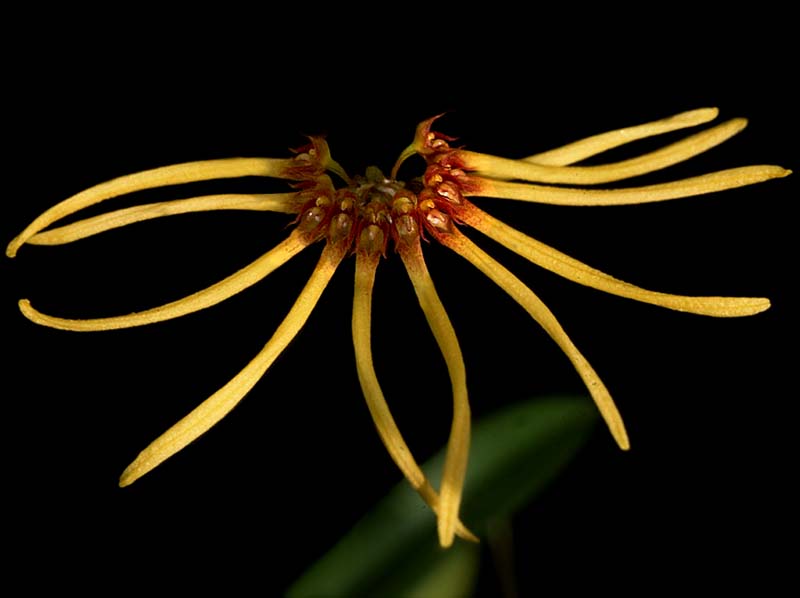 bulbophyllum_makoyanum2_cd