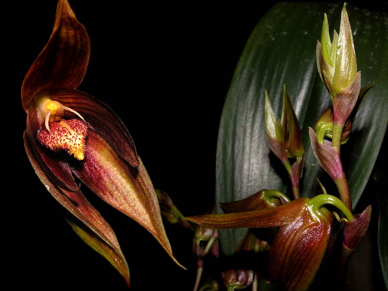 bulbophyllum_mandibulare_cd