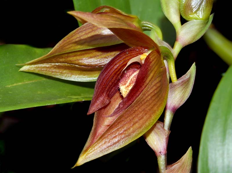 bulbophyllum_mandibulare_ws_cd