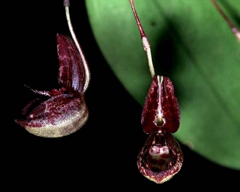 bulbophyllum_maquilinguense_cd