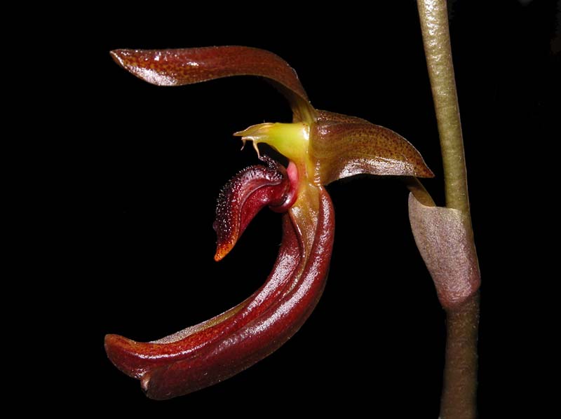 bulbophyllum_mearnsii_red_ws_cd