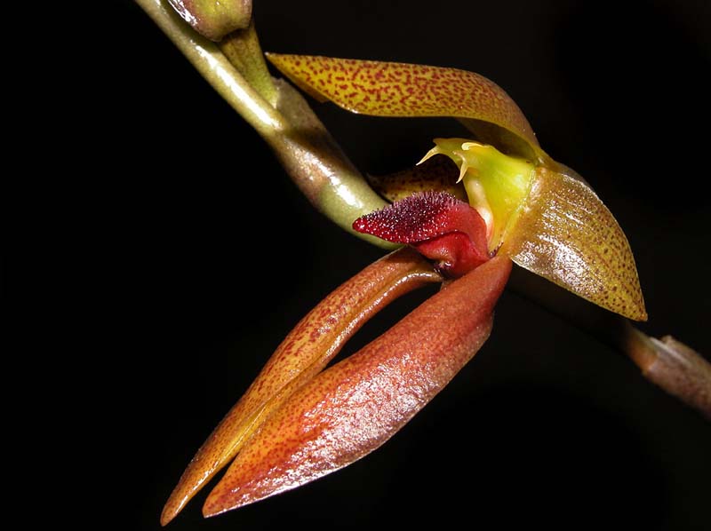 bulbophyllum_mearnsii_ws_cd