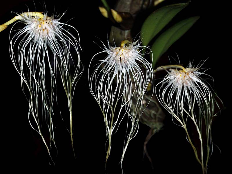 bulbophyllum_medusae_2_cd